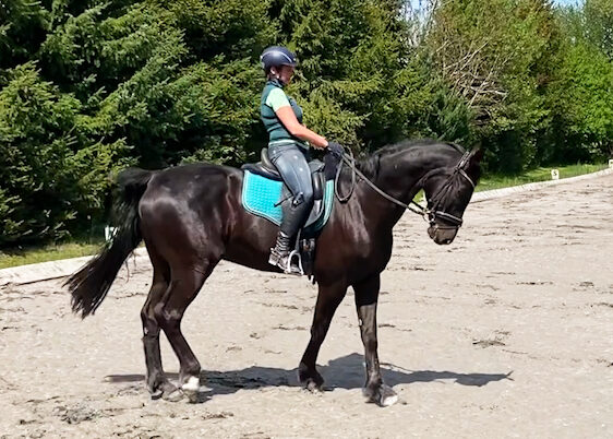 Kurzkehrt richtig reiten