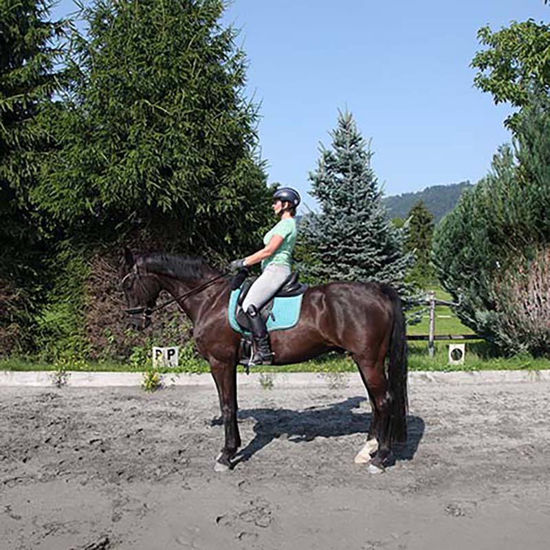 Rückwärtsrichten richtig vorbereiten