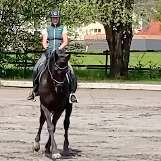 Traversen richtig reiten